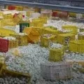 eggs on dilsukhnagar road