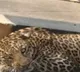 Searching for missing Leopard continues