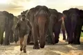 Haathi Mere Saathi Movie Teaser creates buzz