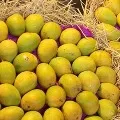 Mangoes Door Delivery By Government
