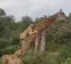 Viral Vidoe Shows Giraffee Saver His Life with Patience