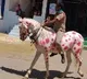 Andhra Pradesh Sub Inspector Maruti Sankar painted with images corona