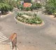 Cop Travels 450 km On Foot To Join Duty In Madhya Pradesh