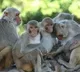 World Hope on Rhesus Monkeys