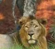 All Zoo Parks in India must take precautionary measures