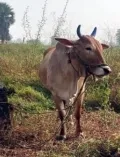 telugu.html