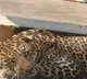 Forest officials starts rescue operations for Leopard