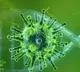 coronavirus cases in the world
