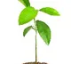 Forest department in Hyderabad imposes Rs 50000 fine for uprooting saplings