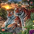 Wow Many Tigers in This Picture