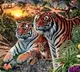 Wow Many Tigers in This Picture