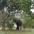 Elephant Tastes Yummy Mango video goes viral