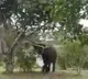 Elephant Tastes Yummy Mango video goes viral