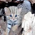 Cheetha Cub in Kamareddy District