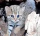 Cheetha Cub in Kamareddy District