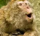 Monkeys theft 30 gram gold chins in Telangana