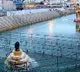 tirumala piskarini closed due to corona