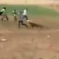 Tiger attacked after Resque