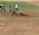 Tiger attacked after Resque