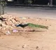 Peacocks appears on Hyderabad roads