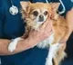 Corona virus infected to dogs via their owners