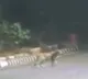 Telangana Forest Department clarifies about cheeta rumours