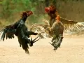 telugu.html