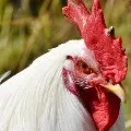 chicken rates in hyderabad
