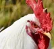 chicken rates in hyderabad