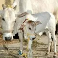 Cows are sick in Konadapalli village Krishna dist