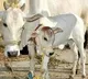 Cows are sick in Konadapalli village Krishna dist