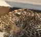 tiger appears in hyderabad once again