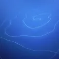 very long stringy thing floating in indian ocean surprises scientists