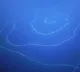 very long stringy thing floating in indian ocean surprises scientists