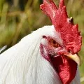 Chicken Rate record all time high