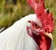 Chicken Rate record all time high