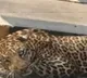 No clue about leopard for the past 4 days