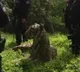 Armed Police Called To Capture Tiger in Uk after that what happend