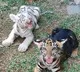 Chennai Zoo established live stream to wacth animals