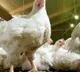 Poultry owner gave hens free of cost