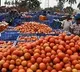 Tomato Rate Down to rupees ten for three Kilos