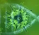 coronavirus cases kadapa