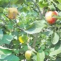 Apple Crop in Telangana