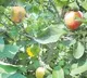 Apple Crop in Telangana