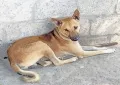 telugu.html
