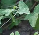 CSIR researchers seeks DGCI approval for Cocculus Hirsutus based medicine
