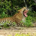 Leopard killed 3 year boy in Karnataka
