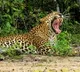 Leopard killed 3 year boy in Karnataka