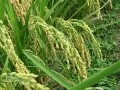 Record Production in Agriculture in Telangana