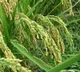 Record Production in Agriculture in Telangana